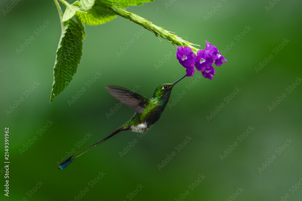 Obraz premium Male white-booted racket-tail drinks from purple flower