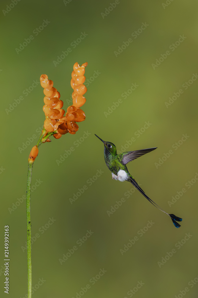 Naklejka premium Male white-booted racket-tail flies to orange flower