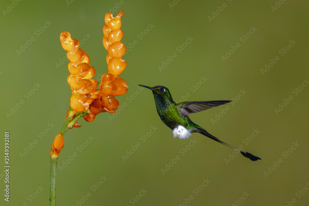Naklejka premium Male white-booted racket-tail flies toward orange flower