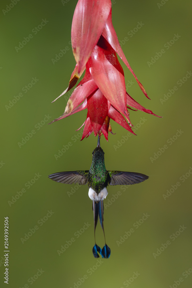 Obraz premium Male white-booted racket-tail hovers feeding under flower