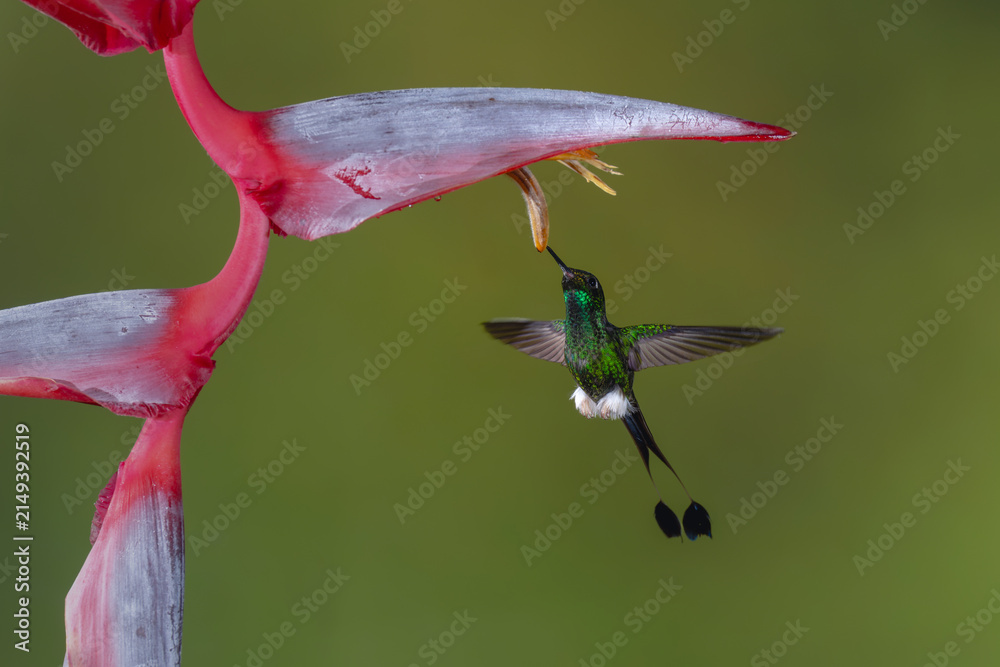 Naklejka premium Male white-booted racket-tail hovers drinking under heliconia