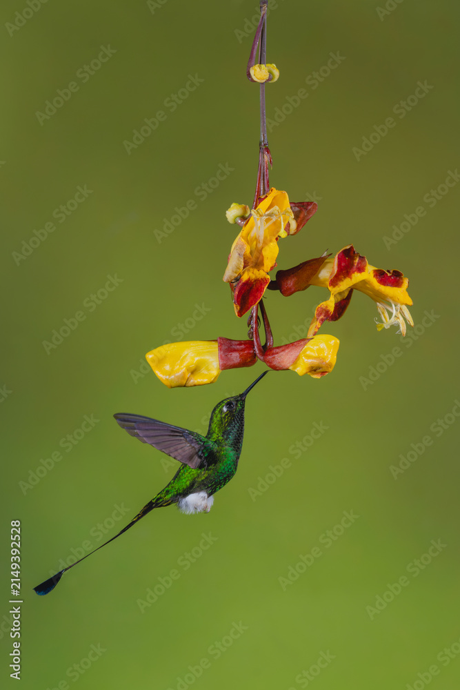 Naklejka premium Male white-booted racket-tail hovers licking Mysore trumpetvine