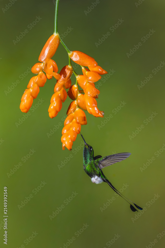 Naklejka premium Male white-booted racket-tail hovers licking orange flower