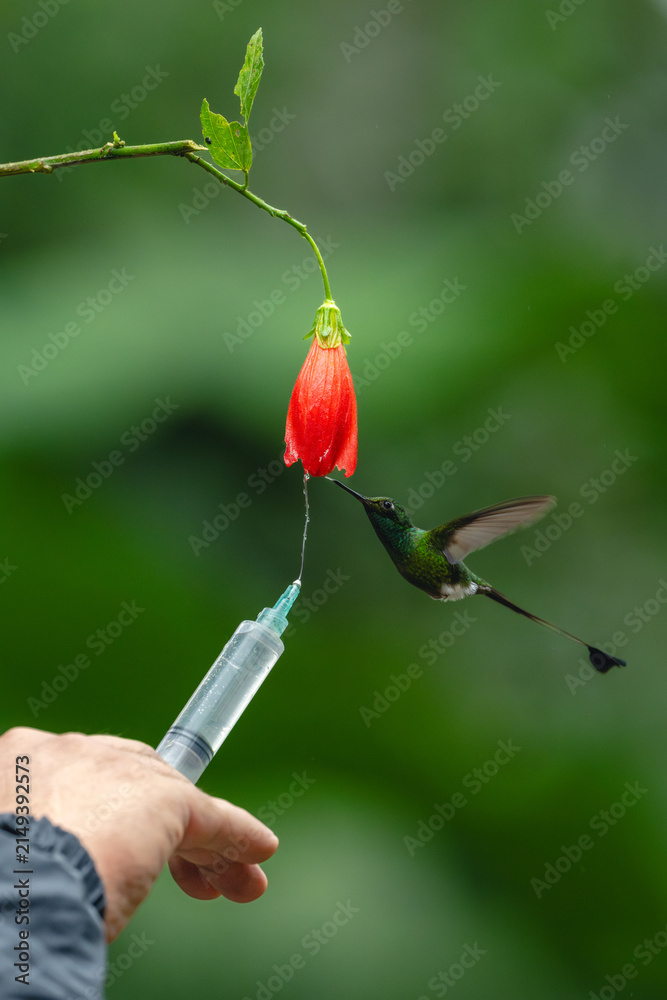 Naklejka premium Male white-booted racket-tail hovers licking red flower