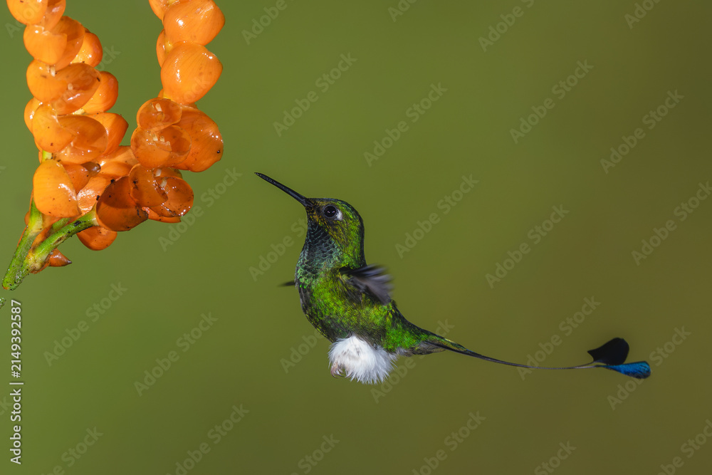 Obraz premium Male white-booted racket-tail hovers near orange flower