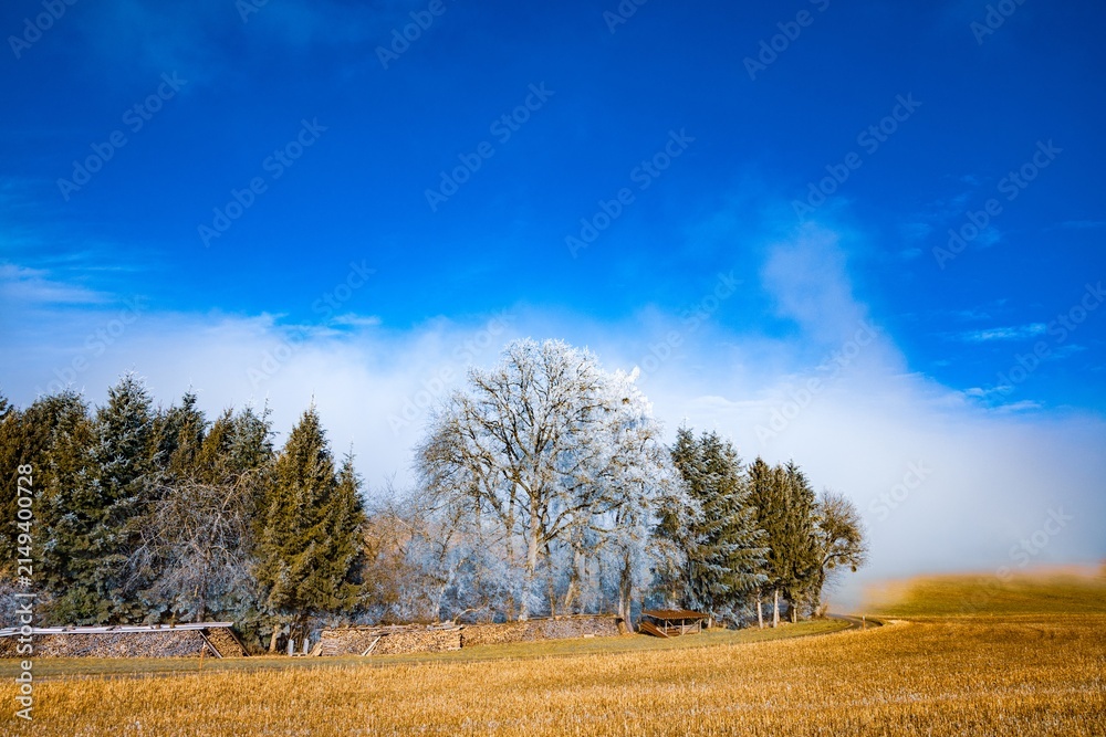 Obraz premium Winter landscape with frosty trees and blue sky
