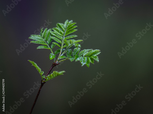 Close-up of fresh green rowan leaves emerging from a slender branch, photographed against a dark softly blurred forest background.
