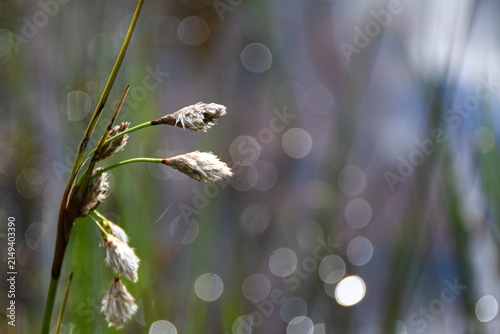 Cuadro en lienzo Close-up of cotton grass seed heads in a wetland, backlit by sunlight with soft circular bokeh reflecting from the water