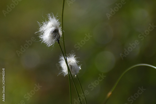 White fluffy seed heads of cottongrass growing in a wetland, photographed in soft natural light with a blurred green background.