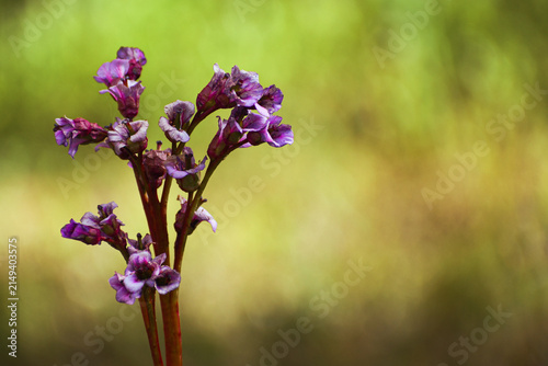 Close-up of purple wildflowers in bloom against a soft green natural background with copy space.