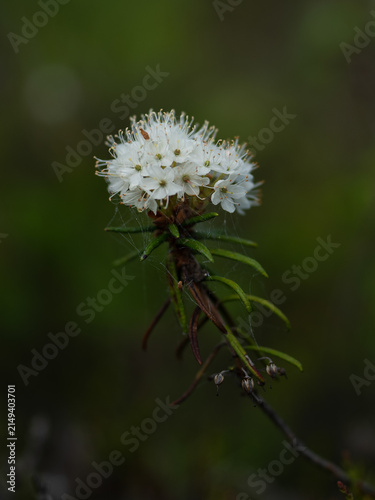 White flowers of marsh Labrador tea growing wild in a northern boreal environment.
