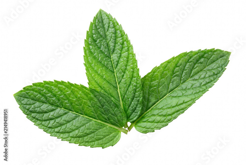 Bild auf Leinwand Vibrant green sprig of fresh peppermint leaves