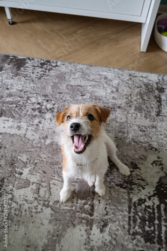 Happy dog sitting on rug looking up with open mouth. Cute terrier portrait at home.