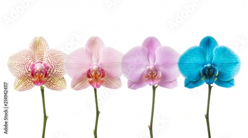 Foto Vibrant orchid flower heads in a row, colorful phalaenopsis blossoms on white ba