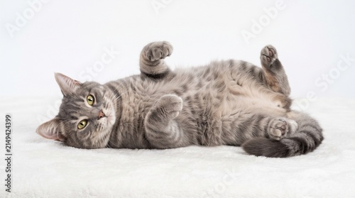 Konstfotografi Playful grey tabby cat lying on back, cute domestic kitten rolling on white back