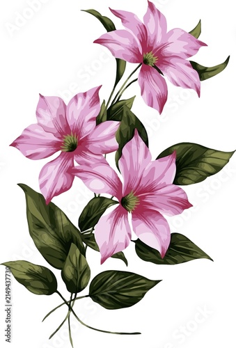Cuadro en lienzo Elegant pink clematis flower branch illustration with clematis, botanical