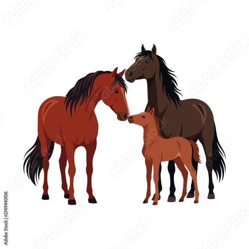 Horse family with stallion mare and foal vector illustration