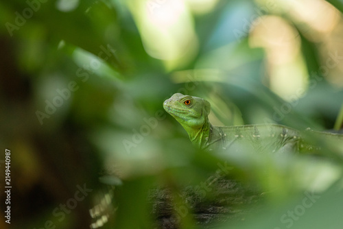 Green basilisk lizard hiding among tropical leaves