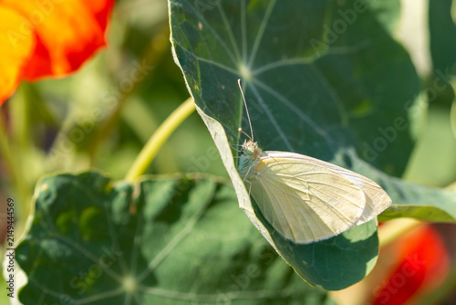 Cabbage White butterfly, Pieris rapae, on a nasturtium leaf