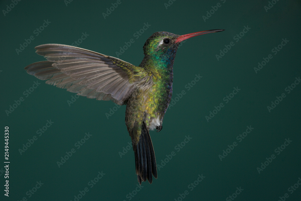 Fototapeta premium Broad-billed hummingbird in flight