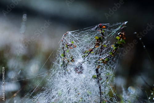 Dew drops and web on the plants in the autumn