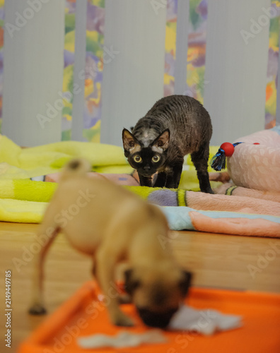 Quadro su tela Devon Rex Cat Playing with Pug Puppy