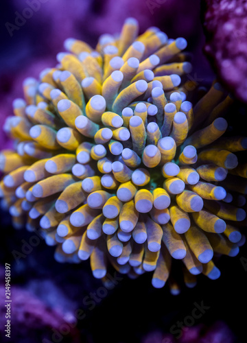 Fotografía Macro Shot of a Ultra Grade 24K Gold Holy Grail Torch Coral (Euphyllia glabresce