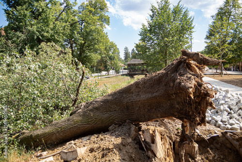 Close-up of massive uprooted tree roots exposed after a powerful storm. Fallen ancient tree torn out of the ground by severe weather and gale-force wind in a forest. Concept of natural disaster.