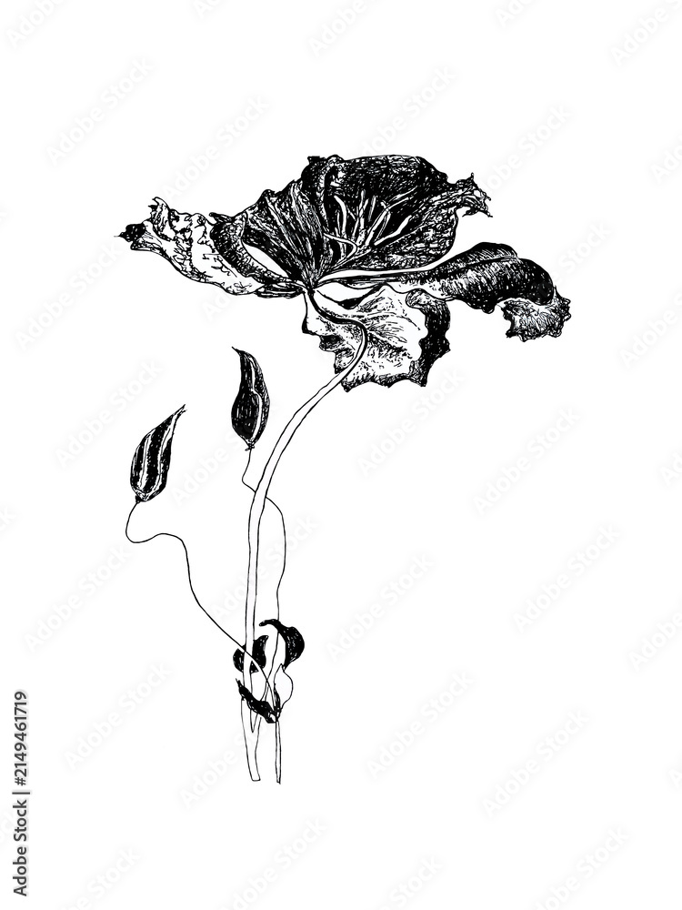 Fototapeta premium Intricate black liner art flower with textured petals isolated on transparent background