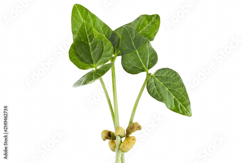 Young Green Bean Sprout with Vibrant Leaves and Cotyledons