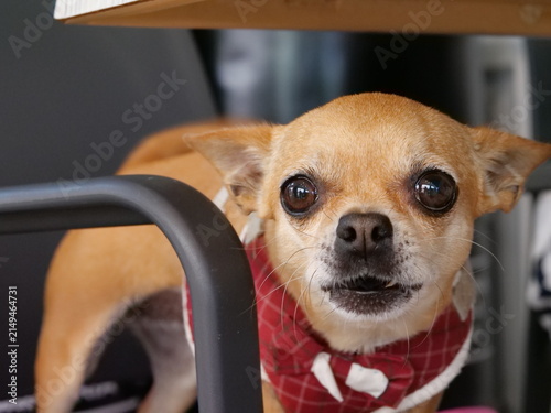 Obraz na płótnie Surprised Chihuahua Looking Up