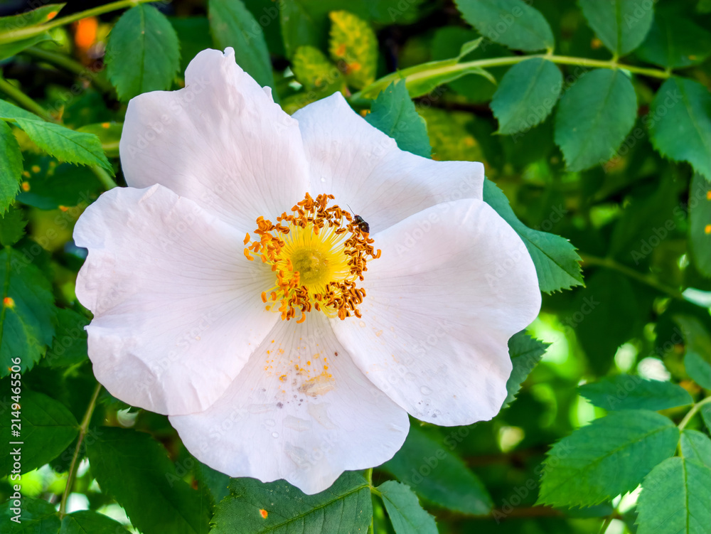 Poster White rose with yellow center. Small bee on flower – Wandbild