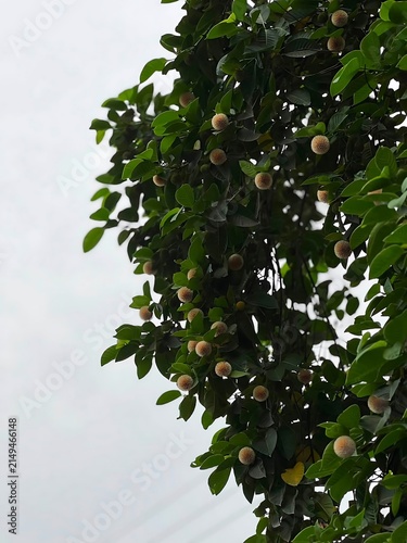 A lush apple tree laden with fresh green apples growing in an orchard during the late summer season