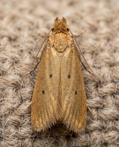 Top down view of a casemaking clothes moth resting on woven fabric