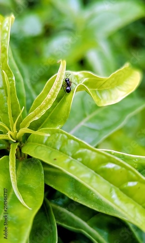 Macro black ant on vibrant green leaf nature background