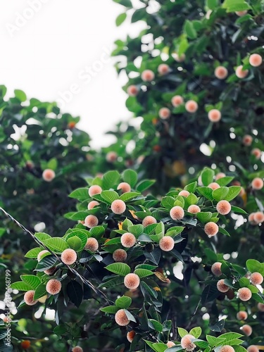 Lush green foliage with small pink fruits nature background