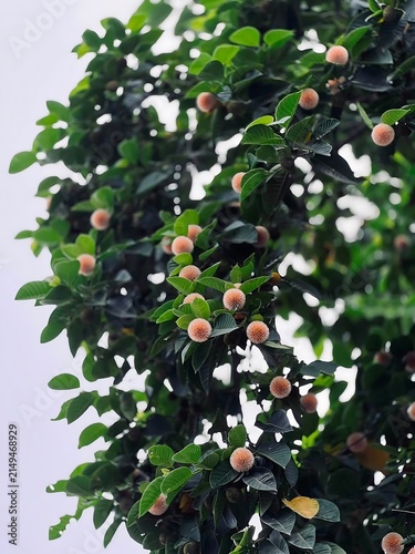 Lush green foliage with small round fruits nature background