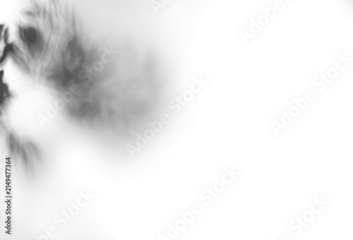 Shadow of plant with leaves on transparent background, png