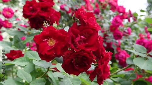 beautiful vibrant deep red roses blossoming at cloudy day in garden. macro background