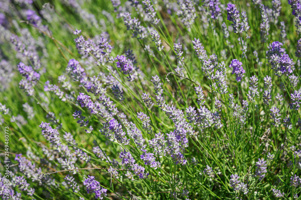 Obraz premium Delicate purple lavender flowers on a plant.