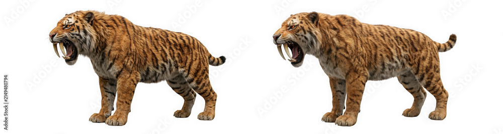 Obraz premium Side view of a sabertoothed tiger roaring isolated on transparent background
