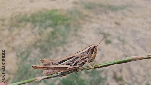 Green grasshoppers stand in the dry grass on a scorching day.