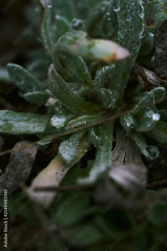 Fototapeta premium Forest Macro