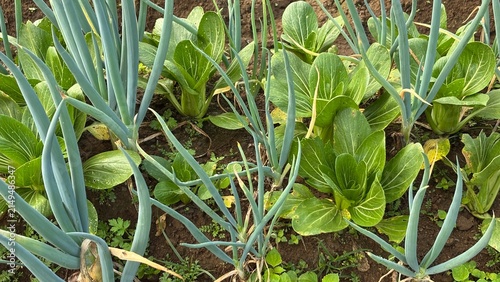 Obraz na plátně Top view of fresh green scallions and bok choy plants cultivated together in int