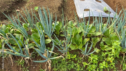 Konstfotografi Wide angle view of scallions and bok choy intercropping rows in a vegetable farm