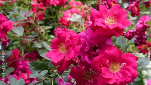 beautiful vibrant deep pink roses blossoming at cloudy day in garden. macro background