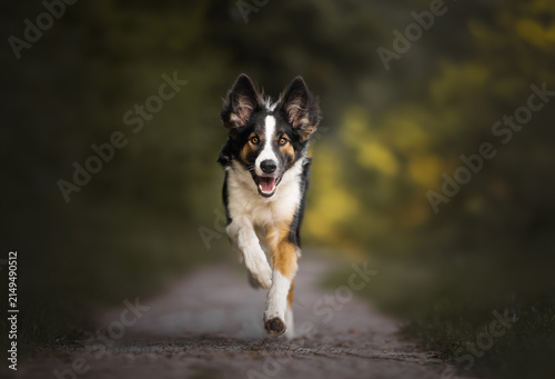 border collie dog