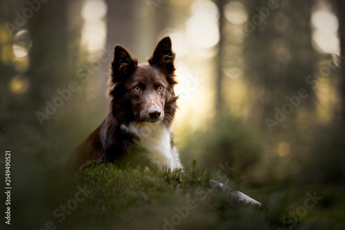 portrait of a dog