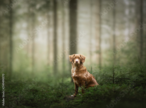 retriever dog
