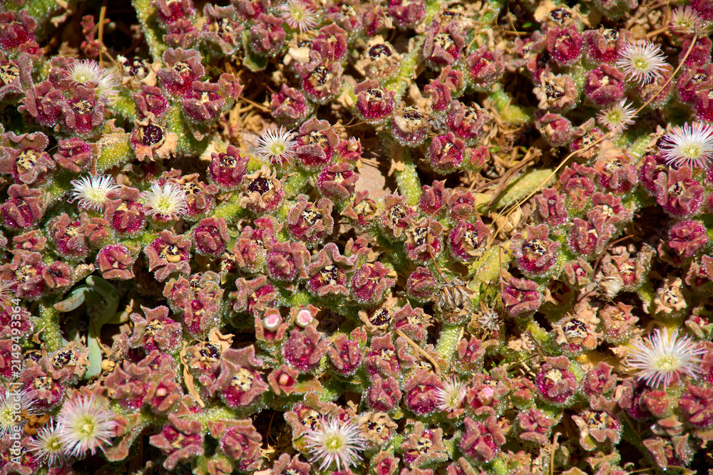 Obraz premium Close-up of vibrant flowering ice plant Mesembryanthemum crystallinum featuring intricate red and green succulent textures with delicate white star-shaped flowers for botany and nature wellness.